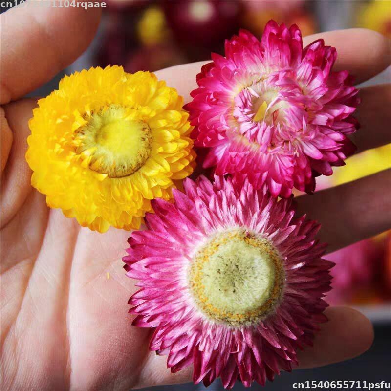 Soap Making Material Wholesale - 100% Bunga Kering Alami Bracteantha Bracteata